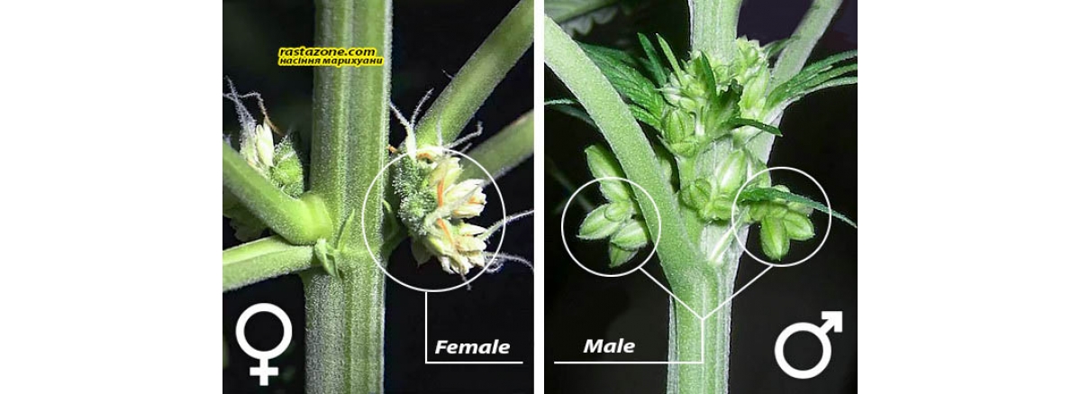 Как определить пол растения марихуаны марихуана самцы