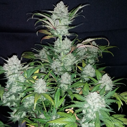 Auto Pineapple Express fem: Fast Buds