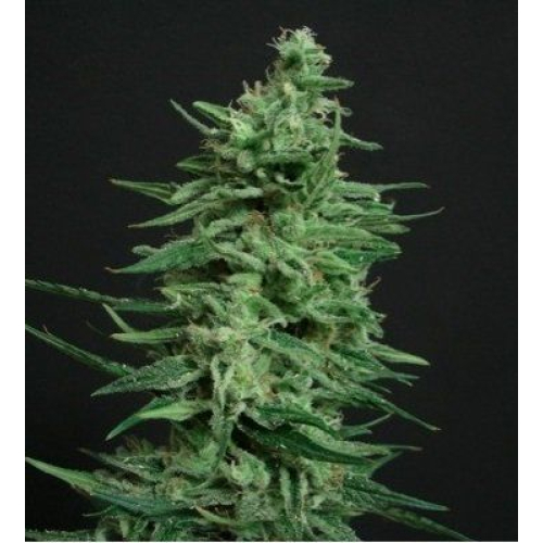 Amnesia Lemon fem: Amsterdam Seeds