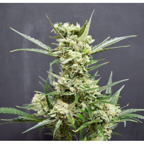 Auto Haze fem: Amsterdam Seeds 