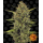 Acapulco Gold Fem: Barney's Farm
