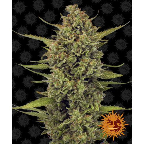 Acapulco Gold Fem: Barney's Farm