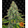Auto Blueberry Cheese Fem: Barney's Farm Auto Blueberry Cheese Fem: Barney's Farm