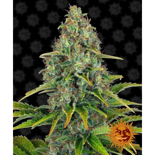 Auto Blueberry Cheese Fem: Barney's Farm