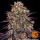 Ayahuasca Purple fem: Barney's Farm