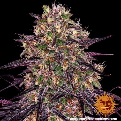 Ayahuasca Purple fem: Barney's Farm