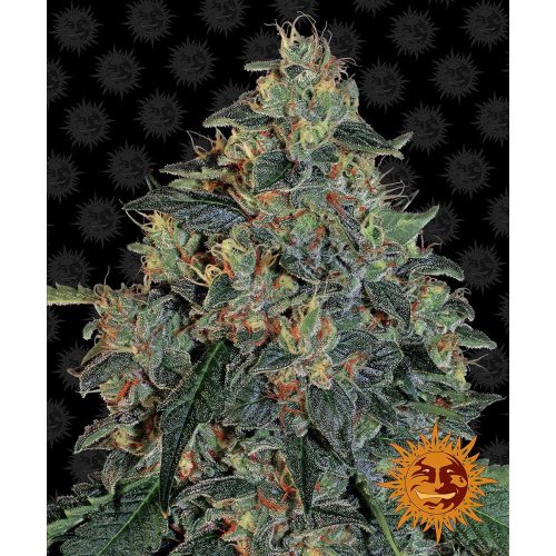 Blueberry OG fem: Barney's Farm