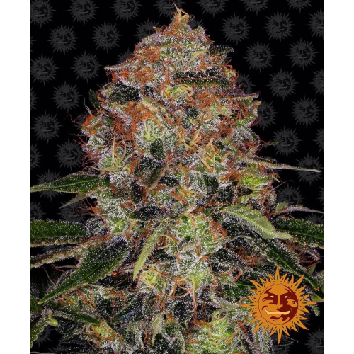Shiskaberry Feminised : Barney's Farm