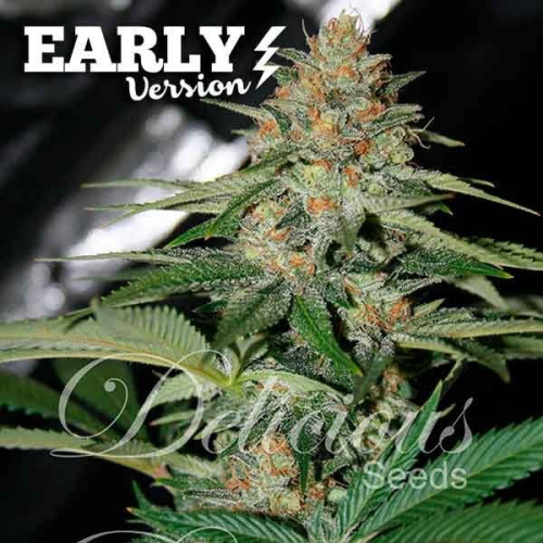 Early Version Delicious Candy fem: Delicious Seeds