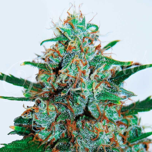 Auto Critical Neville Haze fem: Delicious Seeds