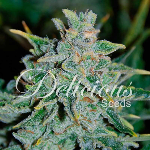 Auto Nortern Light Blue fem: Delicious Seeds
