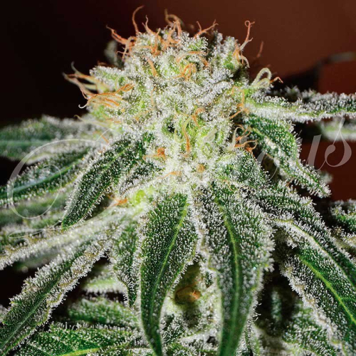 Black Russian fem: Delicious Seeds