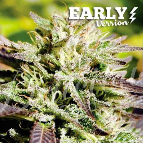 Early Version Caramelo fem: Delicious Seeds