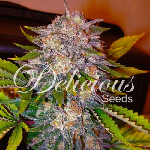 Caramelo feminized: Delicious Seeds