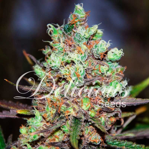 Cotton Candy Kush fem: Delicious Seeds