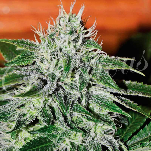Critical Jack Herer fem: Delicious Seeds