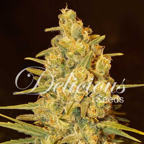 Critical Sensi Star fem: Delicious Seeds