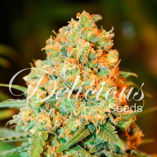Critical Super Silver Haze fem: Delicious Seeds