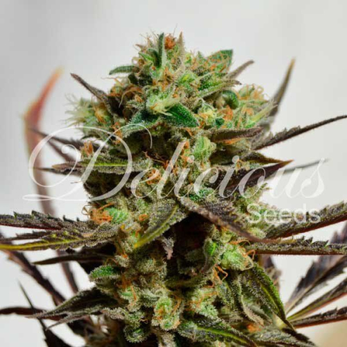 Delicious Candy fem: Delicious Seeds