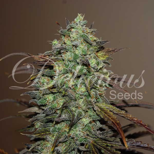 Eleven Roses fem: Delicious Seeds