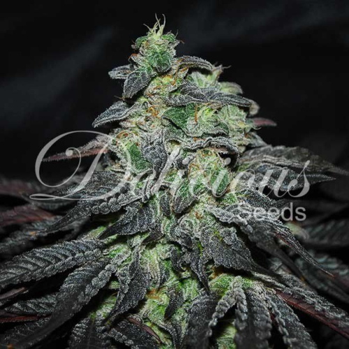 Golosa feminized: Delicious Seeds