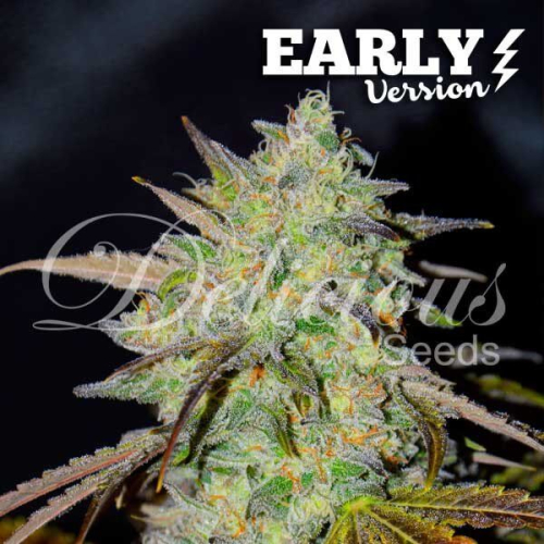 Early Version Marmalate fem: Delicious Seeds