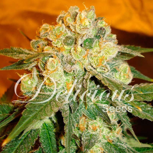 Marmalate feminized: Delicious Seeds