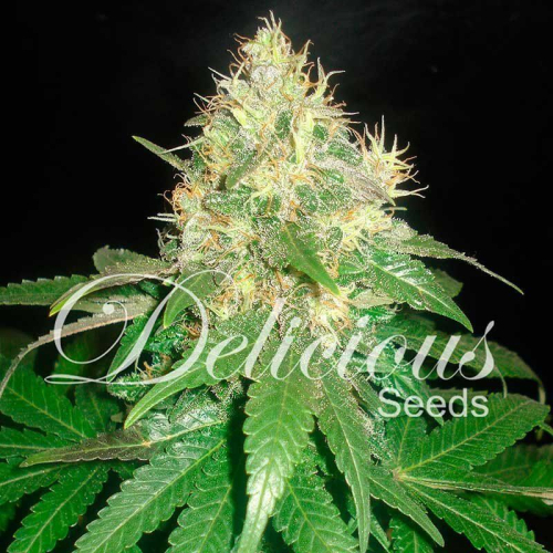 Northern Light Blue fem: Delicious Seeds