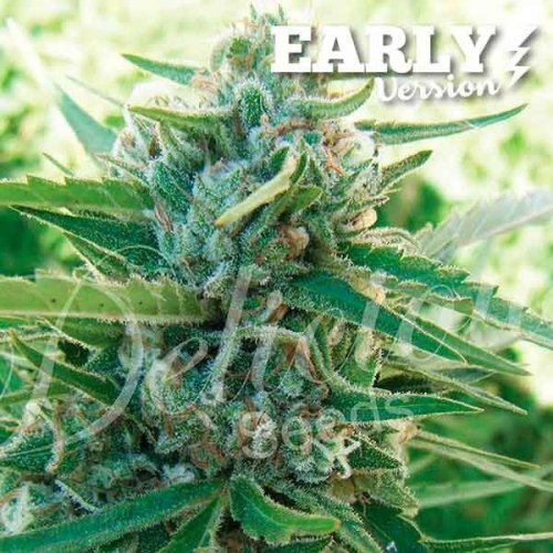 Early Version Sugar Black Rose fem: Delicious Seeds