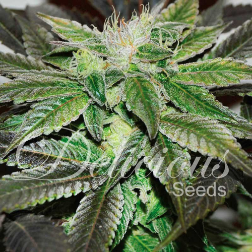 Sugar Candy fem: Delicious Seeds