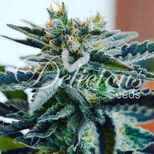 Sugar Black Rose fem: Delicious Seeds