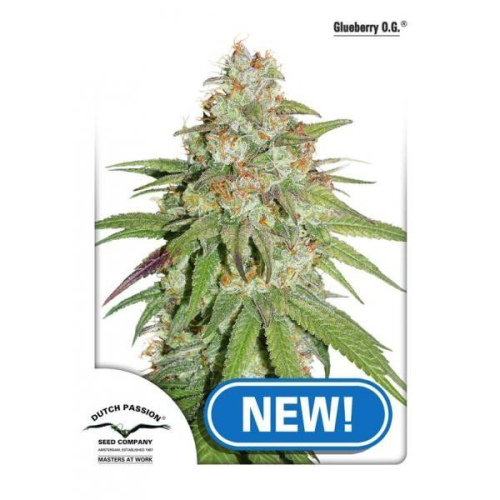 Glueberry OG fem: Dutch Passion
