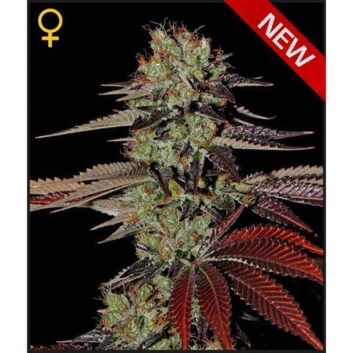 Auto Kings Kush fem: Green House