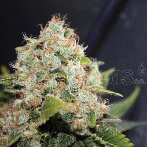 BCN Sour Diesel fem: Medical Seeds