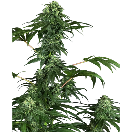 420 Punch fem: Sensi Seeds
