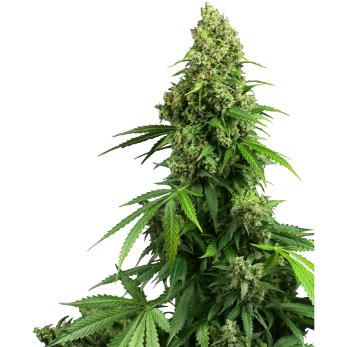 Auto Honey Melon Kush fem: Sensi Seeds