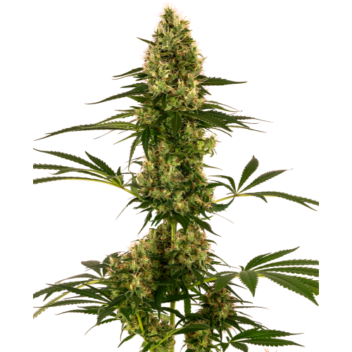 Auto Blue Bullet fem: Sensi Seeds
