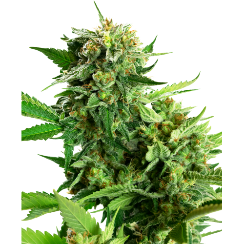 Blackberry Cake Fem: Sensi Seeds