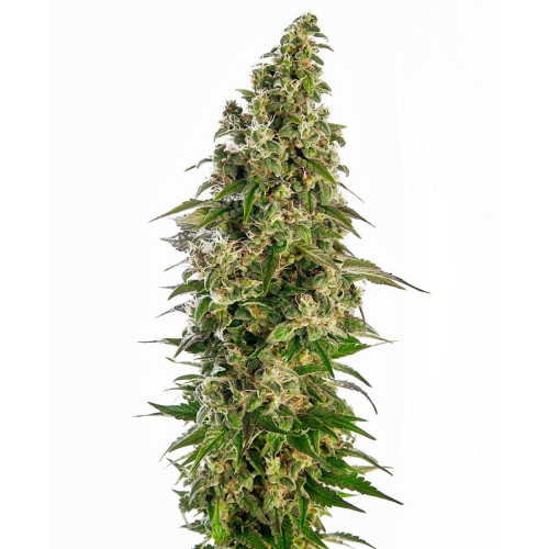 Afghani #1 Automatic fem: Sensi Seeds