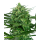 Amnesia Sensi Fem: Sensi Seeds