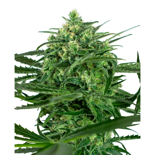 Amnesia Sensi Fem: Sensi Seeds