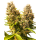 Auto Banana Kush Cake fem: Sensi Seeds