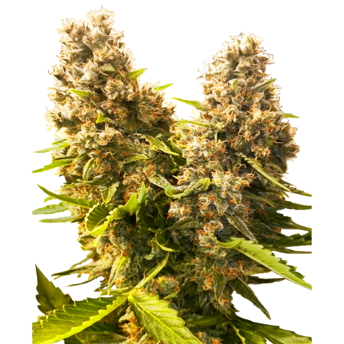 Auto Banana Kush Cake fem: Sensi Seeds