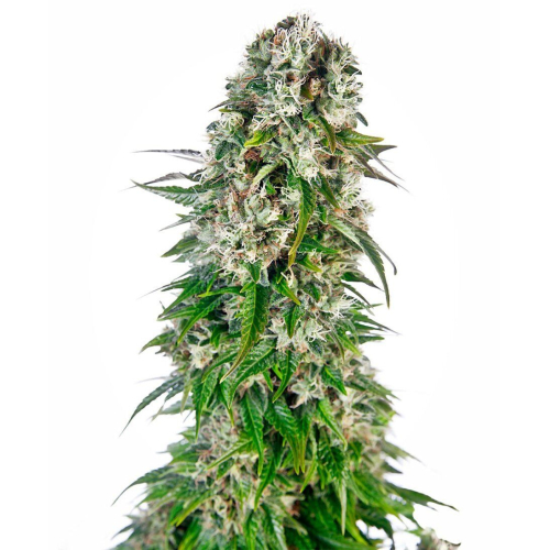 Big Bud Automatic fem: Sensi Seeds