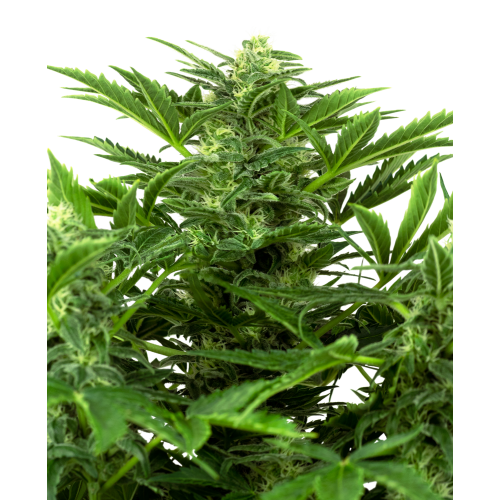 Auto Mandarin Punch fem: Sensi Seeds