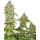 Banana Kush Cake Fem: Sensi Seeds Banana Kush Cake Fem: Sensi Seeds