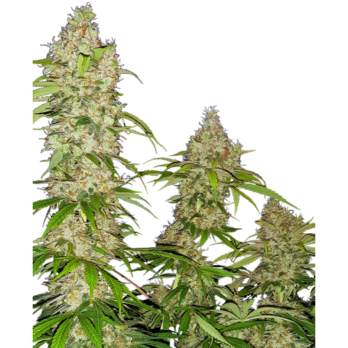 Banana Kush Cake Fem: Sensi Seeds