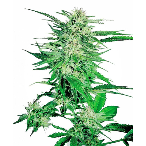 Big Bud fem: Sensi Seeds