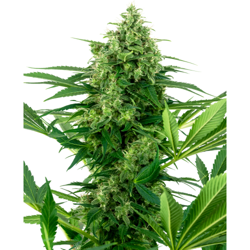 Banana Frosting Fem: Sensi Seeds