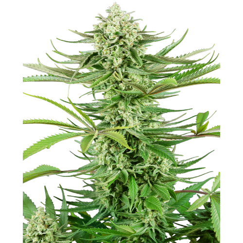 Cashew Kush fem: Sensi Seeds